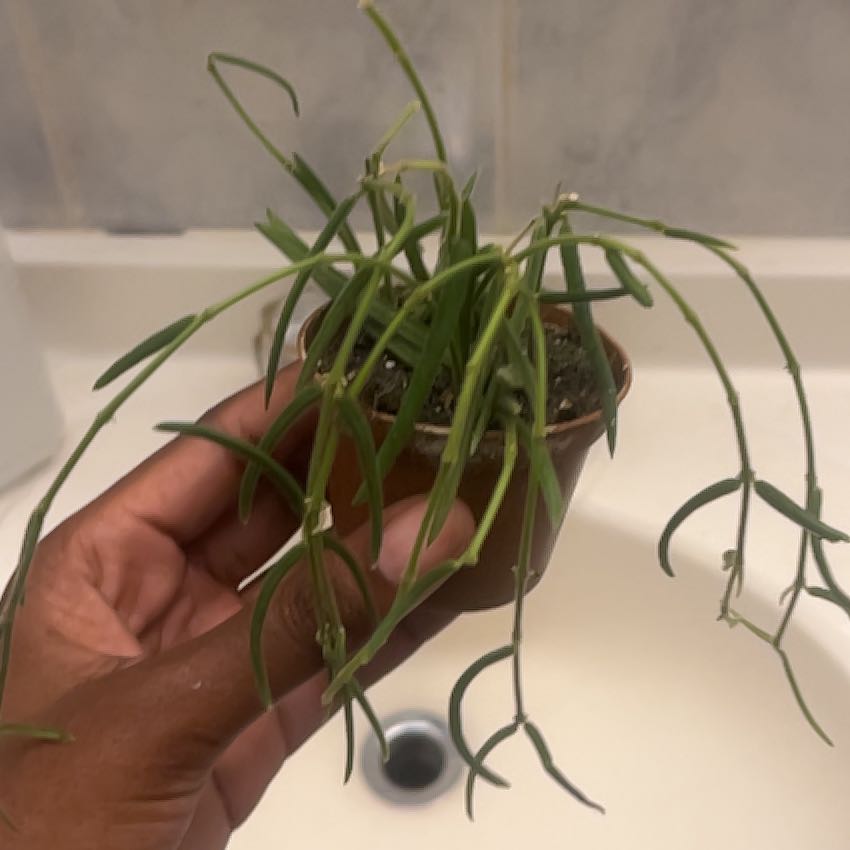 Photo of the plant species Wax Plant by @FunShyleaf46 named Jerome on Greg, the plant care app