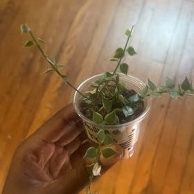Photo of the plant species Million Hearts Dischidia by @FunShyleaf46 named Leonardo on Greg, the plant care app