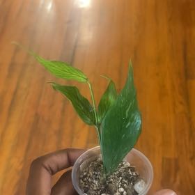 Photo of the plant species Fishtail Hoya by @FunShyleaf46 named Guppy on Greg, the plant care app