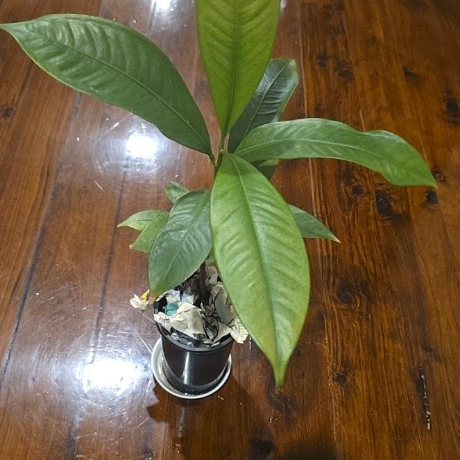 Photo of the plant species Purple Mangosteen by @UrbaneKawaka named Queen on Greg, the plant care app
