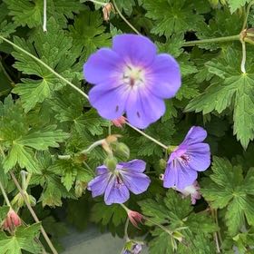 Photo of the plant species Woolly Geranium by @PeakMelon29 named Gaga on Greg, the plant care app