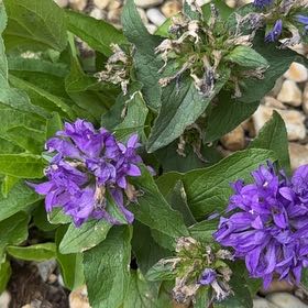 Photo of the plant species Clustered Bellflower by @PeakMelon29 named Scarlett on Greg, the plant care app
