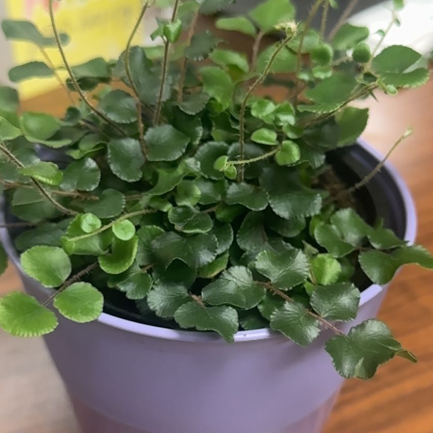 Photo of the plant species Button fern by @AgileRadish25 named Sanders on Greg, the plant care app