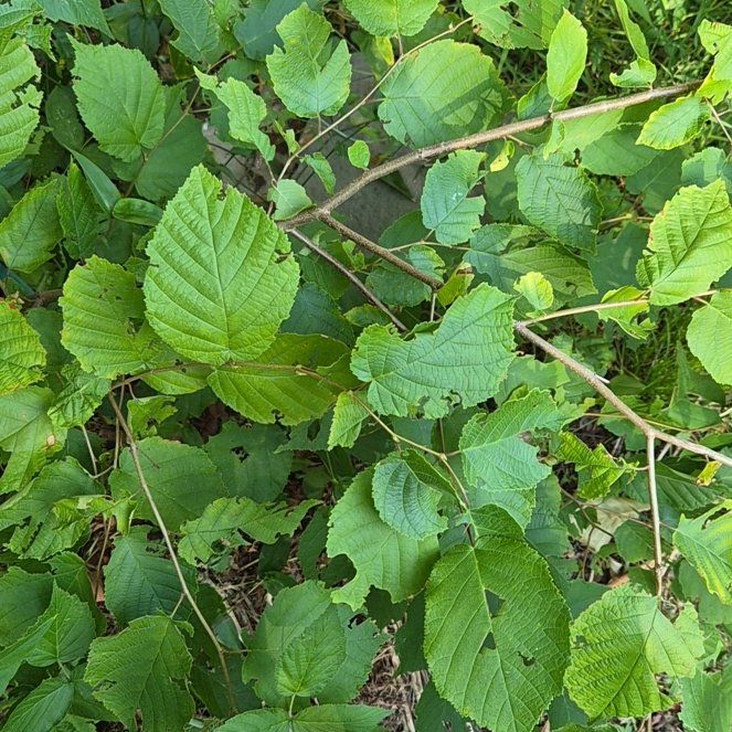Photo of the plant species American Hazelnut by @ArtisanGray38 named Muhammad Ali on Greg, the plant care app