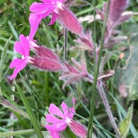 Photo of the plant species Red Campion by @GladApple23 named Messi on Greg, the plant care app