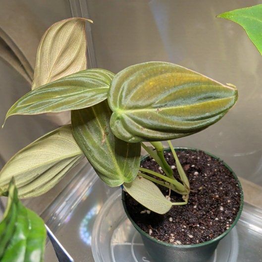 Photo of the plant species Gloriosum Dark Form by @RadVeilwort93 named PR Black Dahlia on Greg, the plant care app