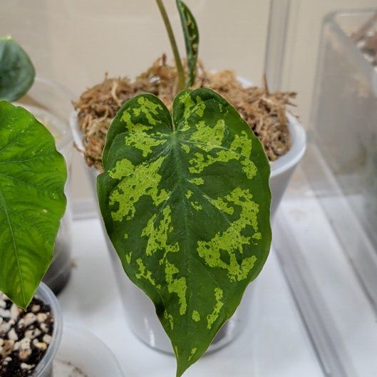 Photo of the plant species Alocasia by @RadVeilwort93 named PR Heaven on Greg, the plant care app