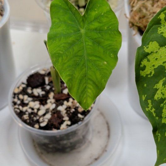 Photo of the plant species Diffenbachia reflector by @RadVeilwort93 named PR Reef on Greg, the plant care app