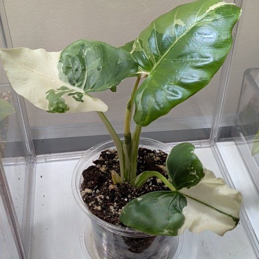 Photo of the plant species Okinawa by @RadVeilwort93 named PR Joy on Greg, the plant care app