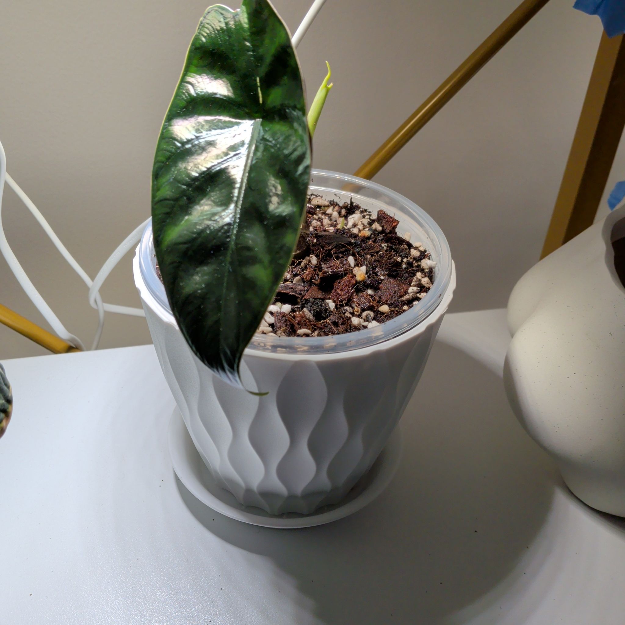Photo of the plant species Green Unicorn by @RadVeilwort93 named PR Rainbow on Greg, the plant care app