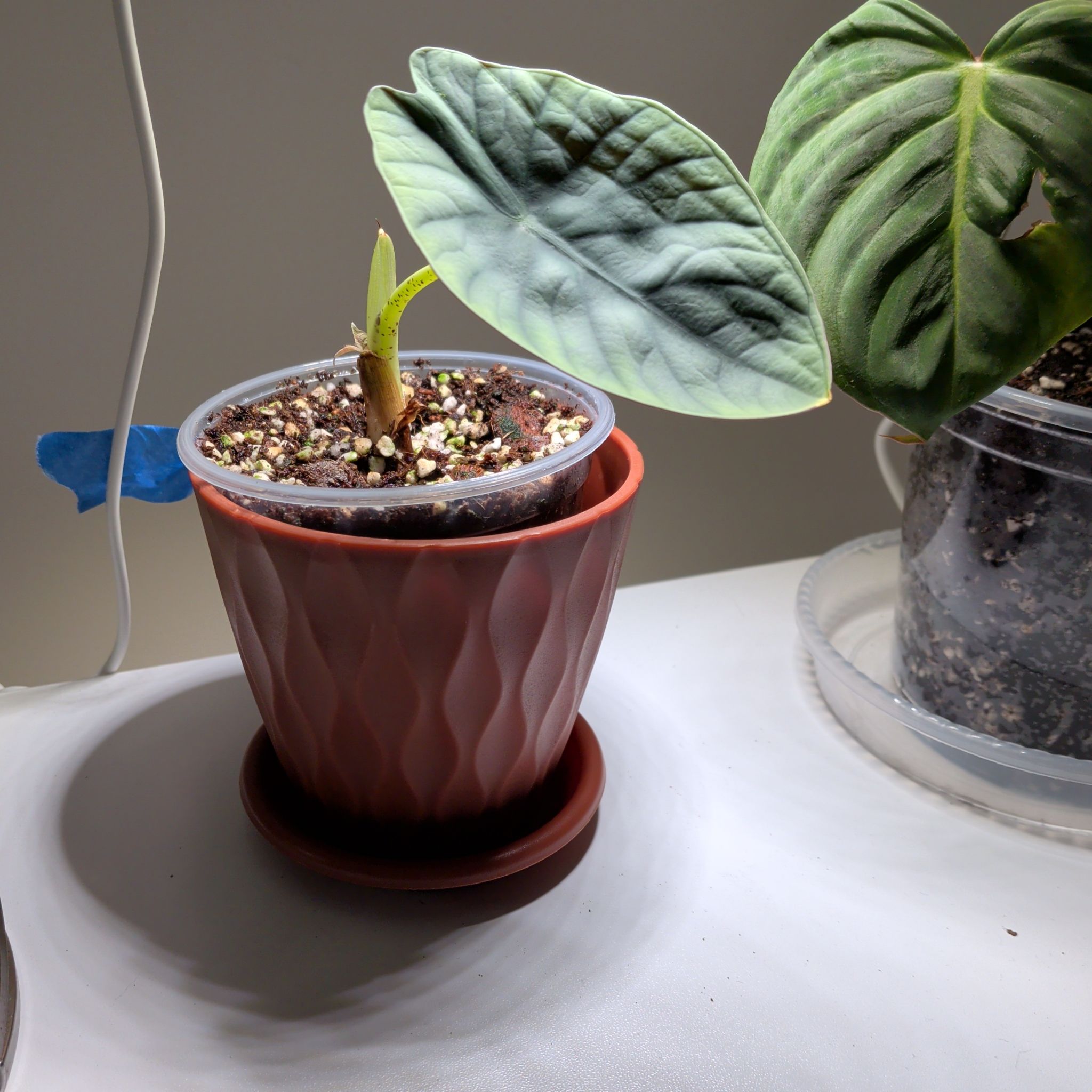 Photo of the plant species Alocasia nebula 'Imperialis' by @RadVeilwort93 named PR Queenie on Greg, the plant care app