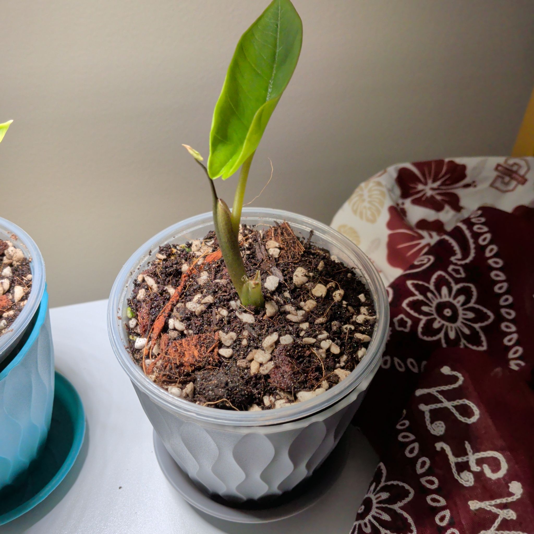 Photo of the plant species Alocasia Bisma by @RadVeilwort93 named PR Winston on Greg, the plant care app