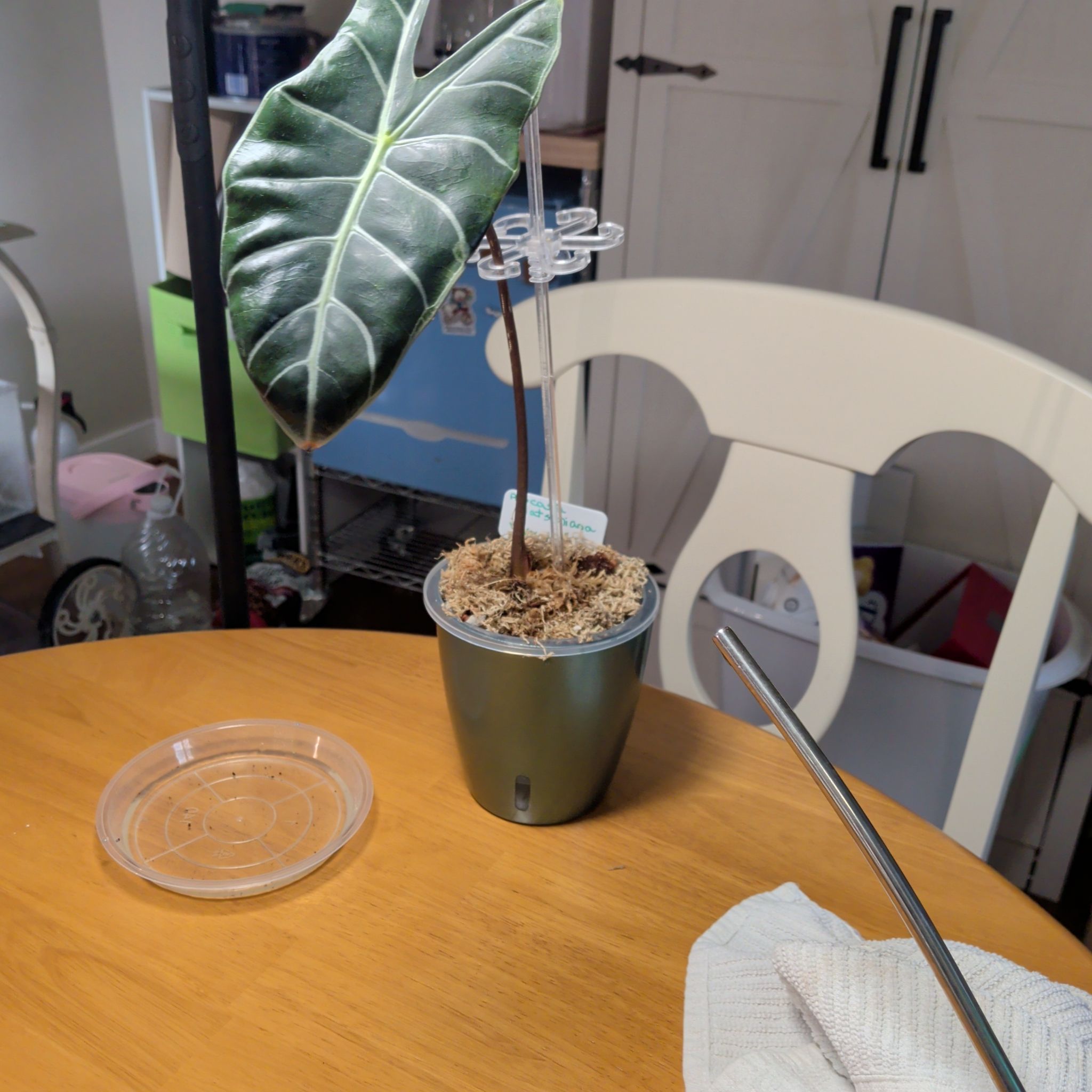 Photo of the plant species Alocasia Watsoniana Lightning by @RadVeilwort93 named PR Wyatt on Greg, the plant care app