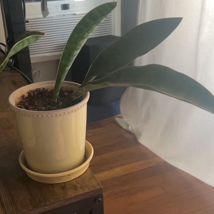 Photo of the plant species Whalefin Snake Plant by @WhizPalmier14 named Duke on Greg, the plant care app