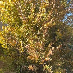 Photo of the plant species Bottlebrush Plant by @PetCoccoon34 named Orlando Bloom on Greg, the plant care app
