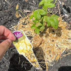 Photo of the plant species Alpine Yellow Strawberry by @AproposRose30 named Oscar on Greg, the plant care app