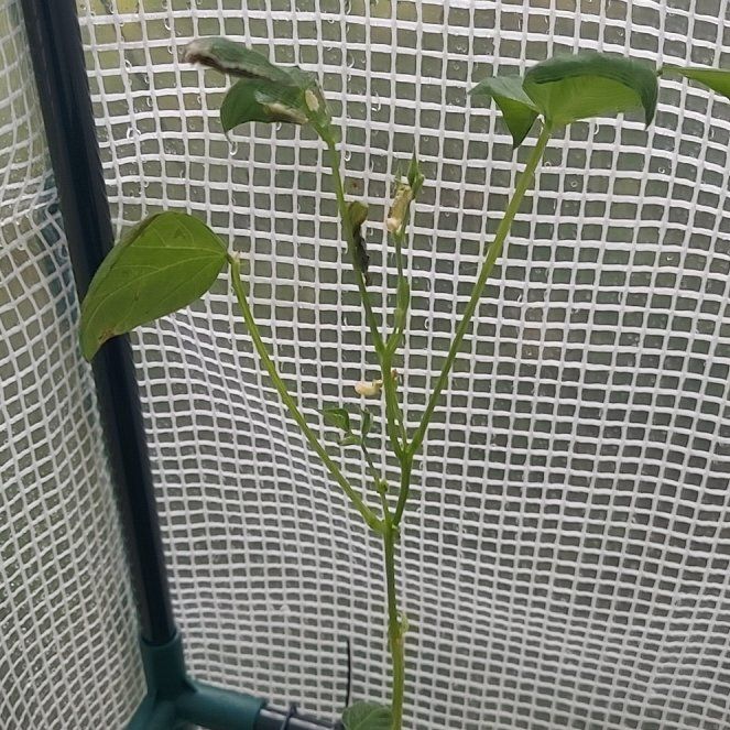Photo of the plant species Green Beans by @YevePurplerose named Baesil on Greg, the plant care app