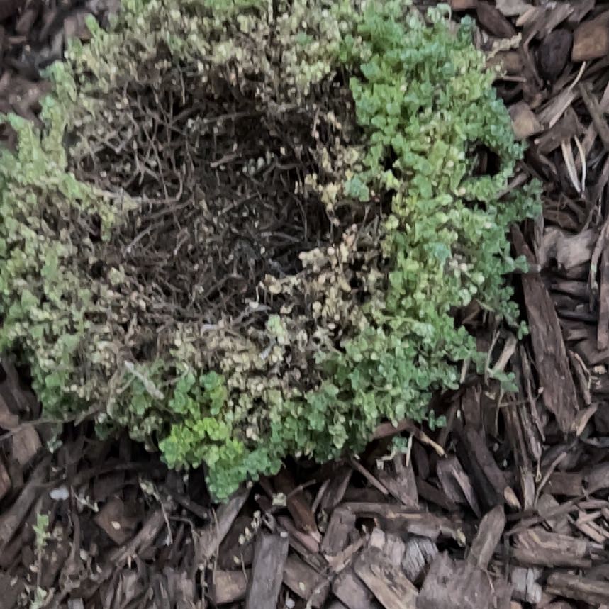 Photo of the plant species Red Creeping Thyme by @DynamoPinoak named Mochi on Greg, the plant care app