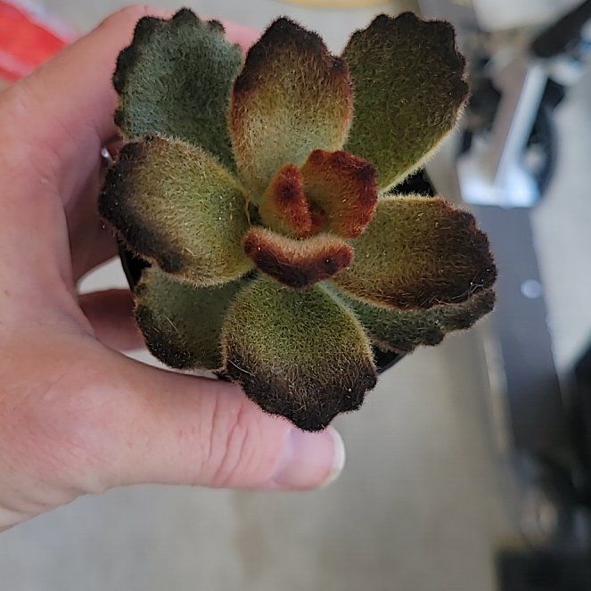 Photo of the plant species Teddy Bear Panda Plant by @UnharmedAnise36 named Sahara on Greg, the plant care app