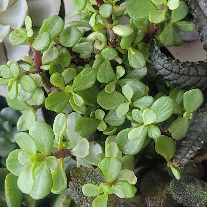 Photo of the plant species Portulacaria afra 'Snowfall' by @UnharmedAnise36 named Rosa on Greg, the plant care app