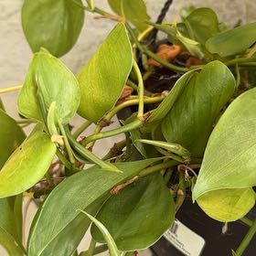 Photo of the plant species Philodendron scandon by @MommySwan4 named Rainier on Greg, the plant care app