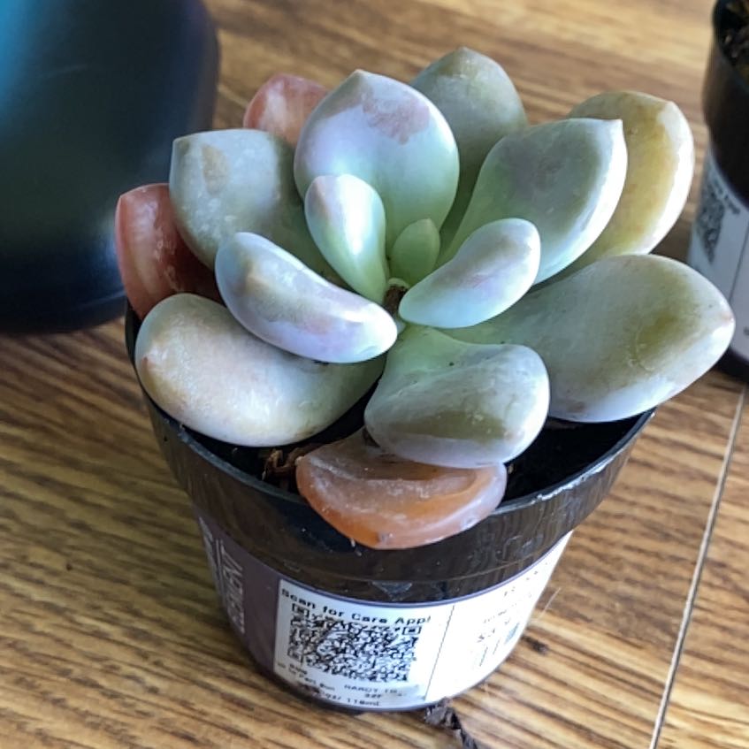 Photo of the plant species Graptopetalum pentandrum 'Murasaki' by @GutsyMahoe46 named Hemingway on Greg, the plant care app