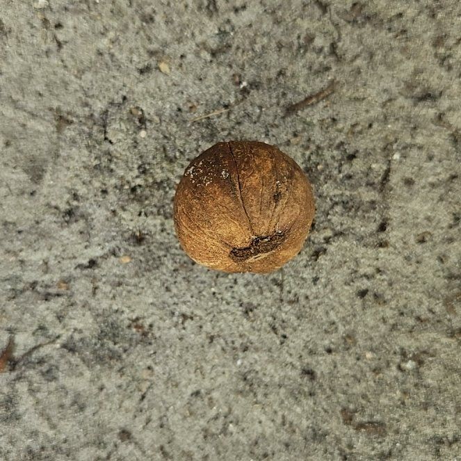 Photo of the plant species Bitternut Hickory by @GoodyIcarus9 named Wall-E on Greg, the plant care app