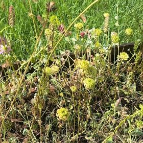 Photo of the plant species Lavandula Pedunculata by @SpunkyPygmyiris named Orlando Bloom on Greg, the plant care app