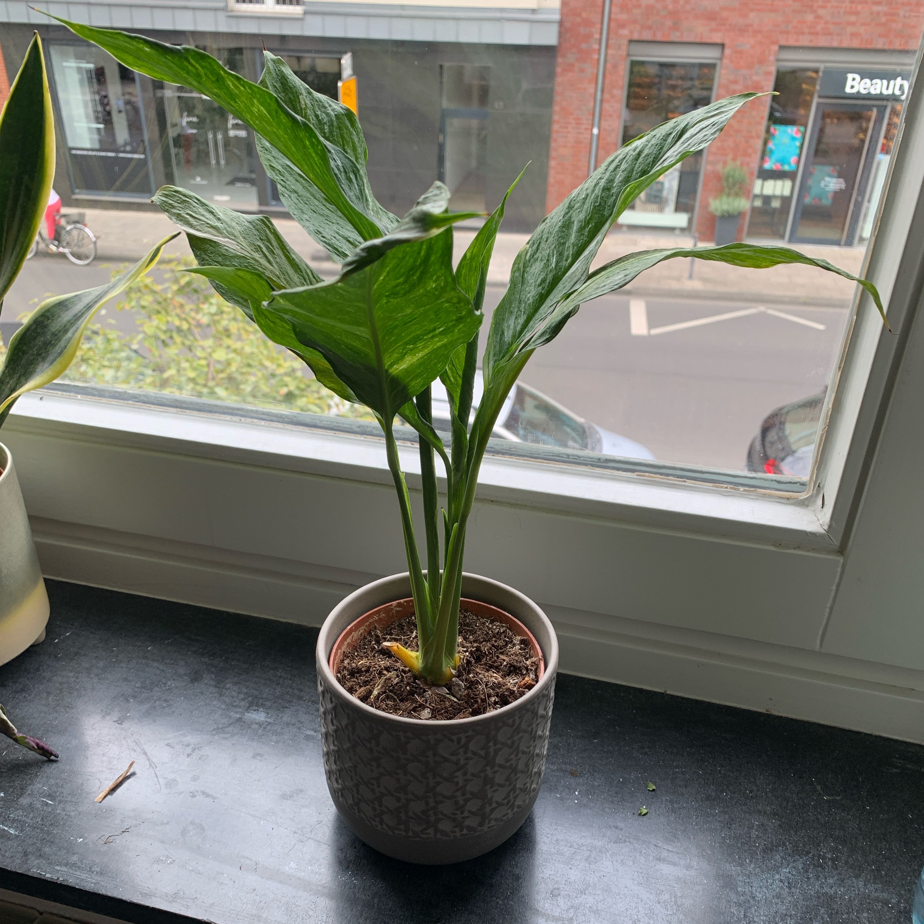 Photo of the plant species Variegated Peace Lily by @JuicyKaroorose named Pax on Greg, the plant care app