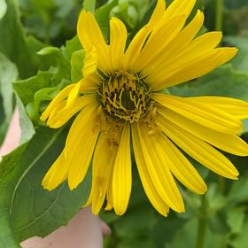 Photo of the plant species Cup Plant by @ElderHemlock95 named Madonna on Greg, the plant care app