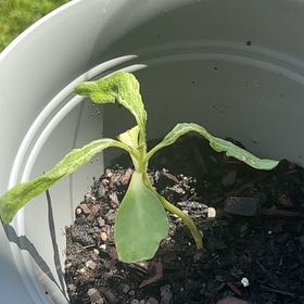 Photo of the plant species Common Sunflower 'Russian Mammoth' by @NeatTozzia24 named Lavender on Greg, the plant care app