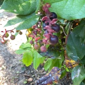 Photo of the plant species Salal by @PrimalCocoplum8 named Backyard on Greg, the plant care app