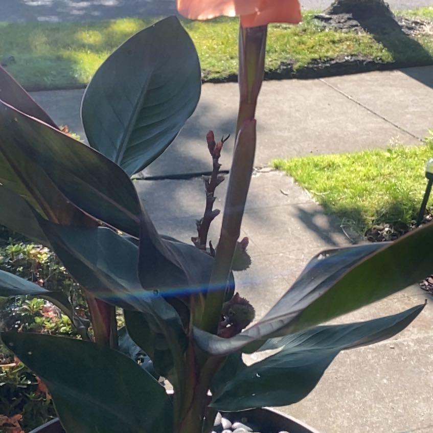 Photo of the plant species Cannova Bronze Leaf Peach Canna by @PrimalCocoplum8 named Ulysses S Plant on Greg, the plant care app