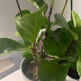 Fiddle Leaf Fig plant in İstanbul, İstanbul