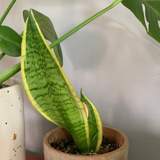 Snake Plant plant in İstanbul, İstanbul