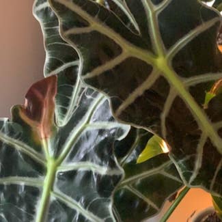 Alocasia Polly Plant plant in İstanbul, İstanbul