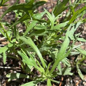 Photo of the plant species Columbia River Wormwood by @TopChilli51 named Gregarious on Greg, the plant care app