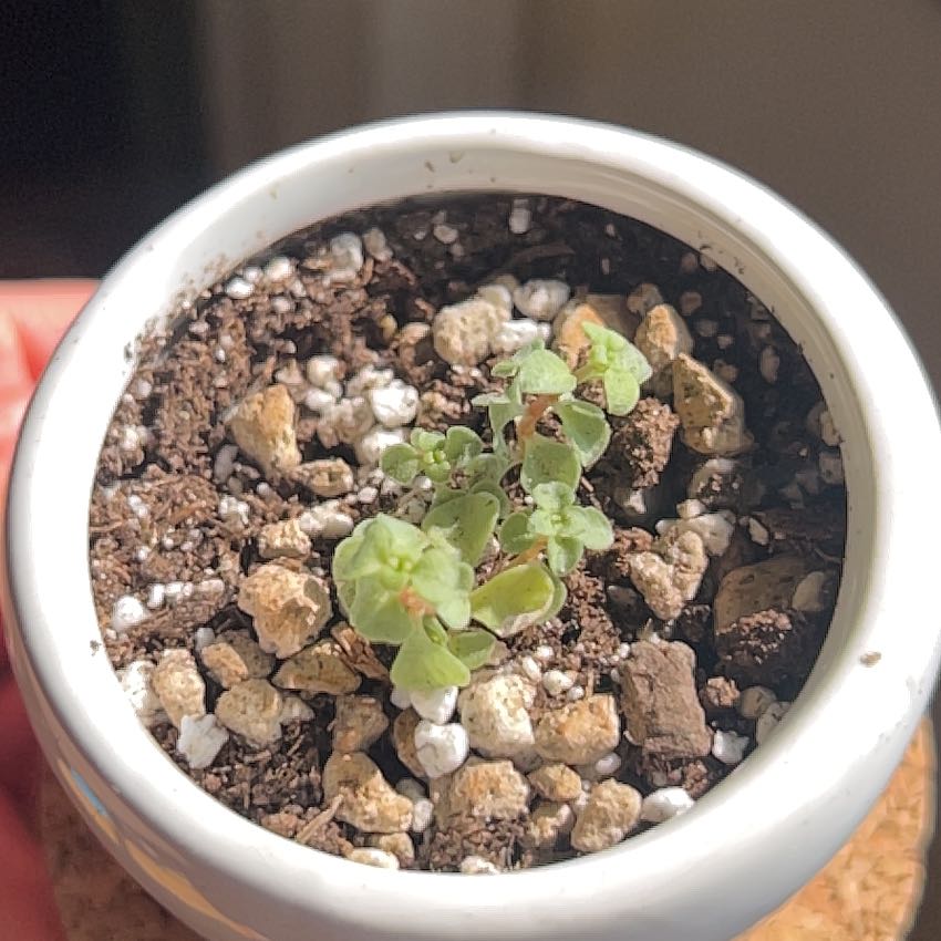 Photo of the plant species Golden Japanese Stonecrop by @ClearMira95 named Emerson on Greg, the plant care app