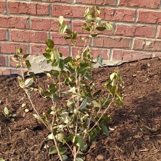 Photo of the plant species Delphinium 'Cameliard Group' by @AlertCosmo10 named Zeus on Greg, the plant care app