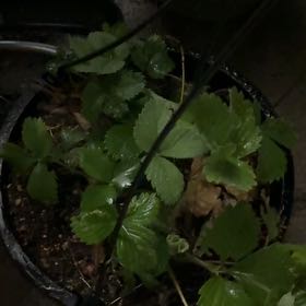 Photo of the plant species Mock Strawberry by @NewPilea90 named Sir Plancelot on Greg, the plant care app