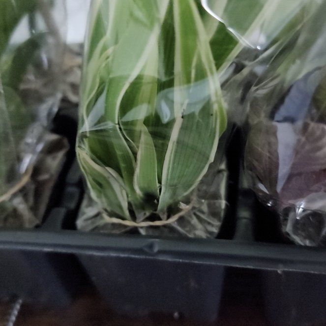 Photo of the plant species Common Oat by @SilkyAlula77 named Kardashian on Greg, the plant care app