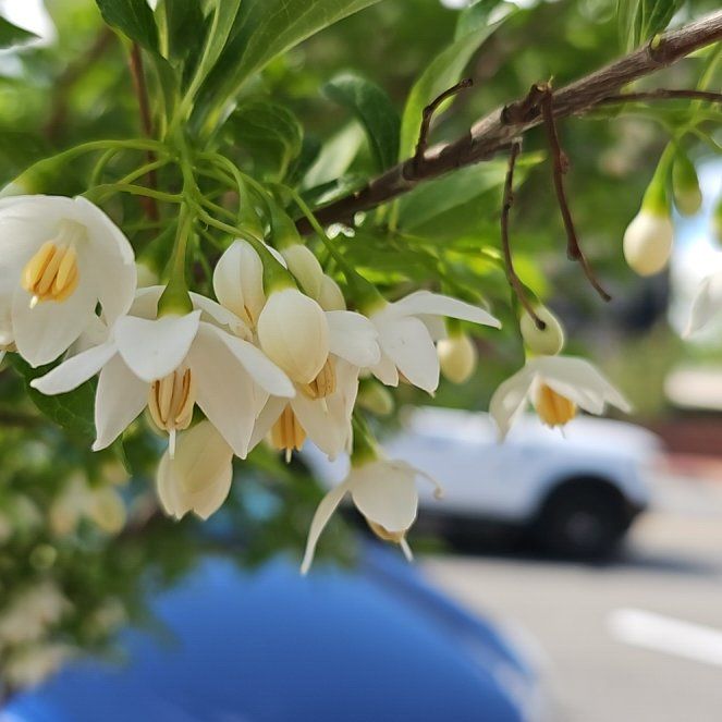 Photo of the plant species Benzoil Tree by @SleekTawa60 named Rihanna on Greg, the plant care app