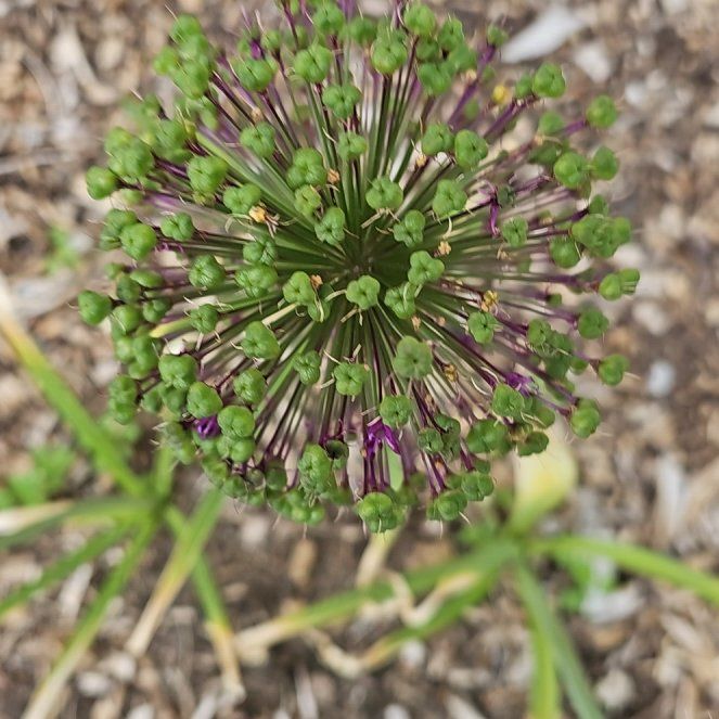 Photo of the plant species Elephant Garlic by @SleekTawa60 named Daphne on Greg, the plant care app