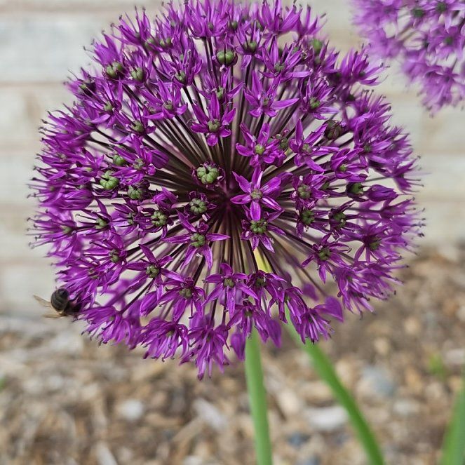 Photo of the plant species Elephant Garlic by @SleekTawa60 named Maya on Greg, the plant care app
