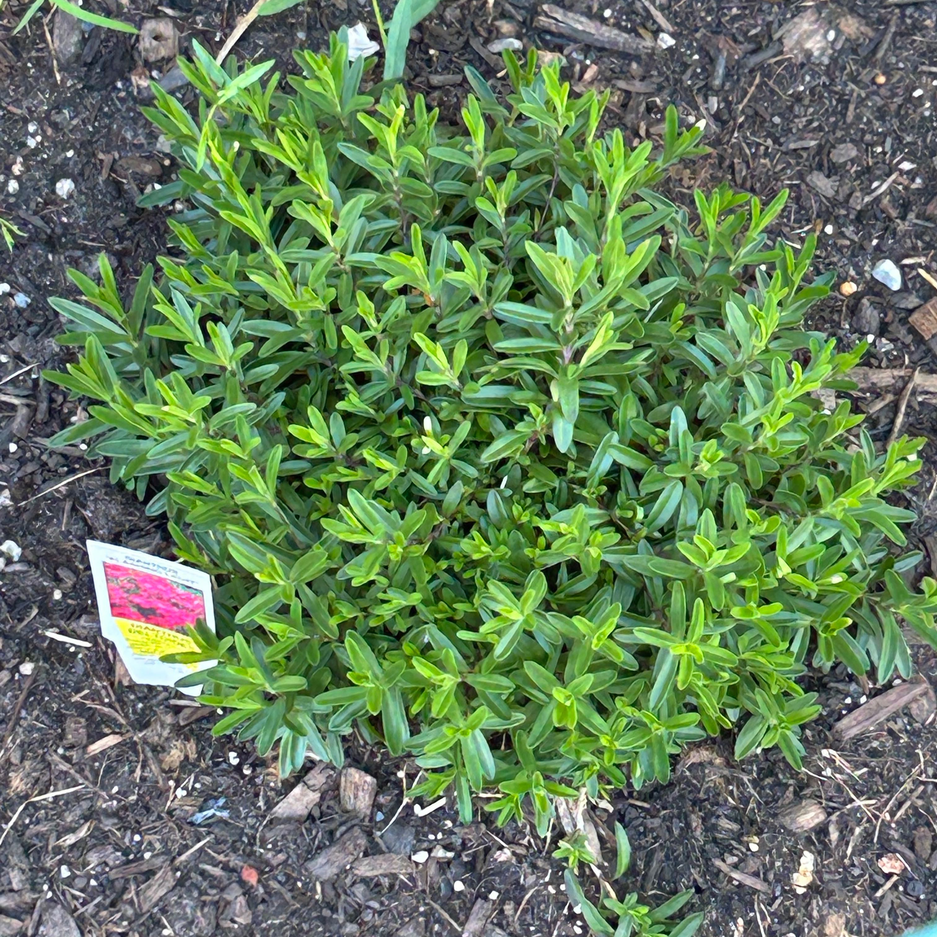 Photo of the plant species Sweetscented Marigold by @PeppyGerbera70 named Winston on Greg, the plant care app