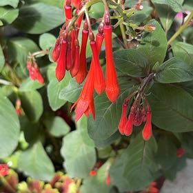 Photo of the plant species Bolivian Fuchsia by @NewChinotto88 named Harper on Greg, the plant care app