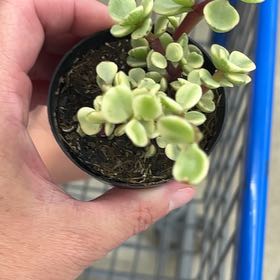 Photo of the plant species flowering suculent by @JazzyKonjac38 named Nemo on Greg, the plant care app