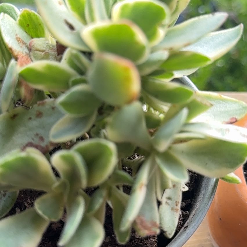 Photo of the plant species Veronica odora by @FlashyBaybean11 named Drake on Greg, the plant care app