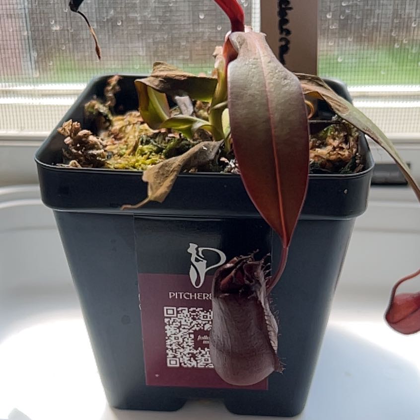 Photo of the plant species Nepenthes X 'Rebecca Soper' - Nepenthes gracillima 'Dark Red' X ventricosa by @LushOakfern53 named Harper on Greg, the plant care app
