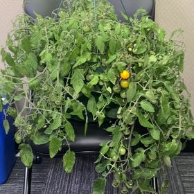Photo of the plant species Tomato 'Tumbling Tom Yellow' by @SwellKatsura47 named Winston on Greg, the plant care app